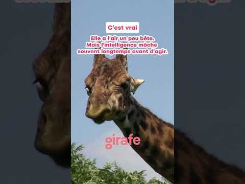 Girafe – une autre vision de l&rsquo;élite à la française