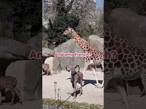 Mais pourquoi ce nom « Girafe »?